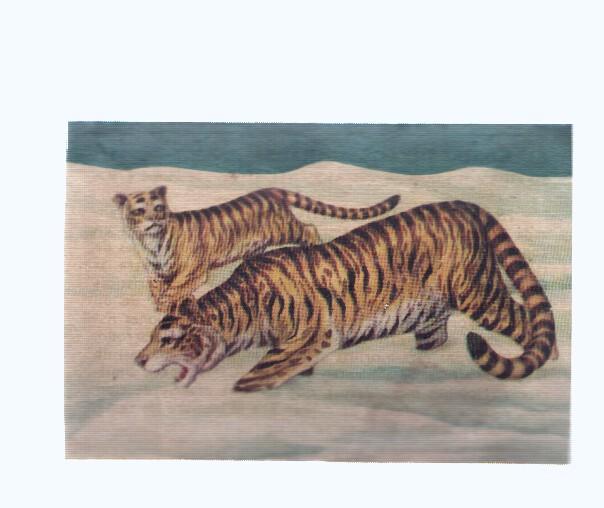 Cromos: de la Selva Misteriosa a los abismos del mar: numero 078: Tigres de las nieves