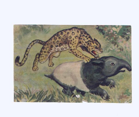 Cromos: de la Selva Misteriosa a los abismos del mar: numero 096: Vida y muerte