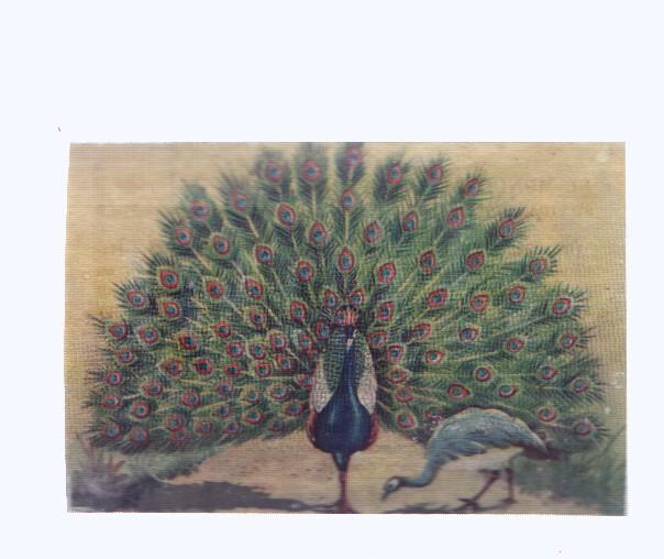 Cromos: de la Selva Misteriosa a los abismos del mar: numero 107: El ave de manto esplendoroso