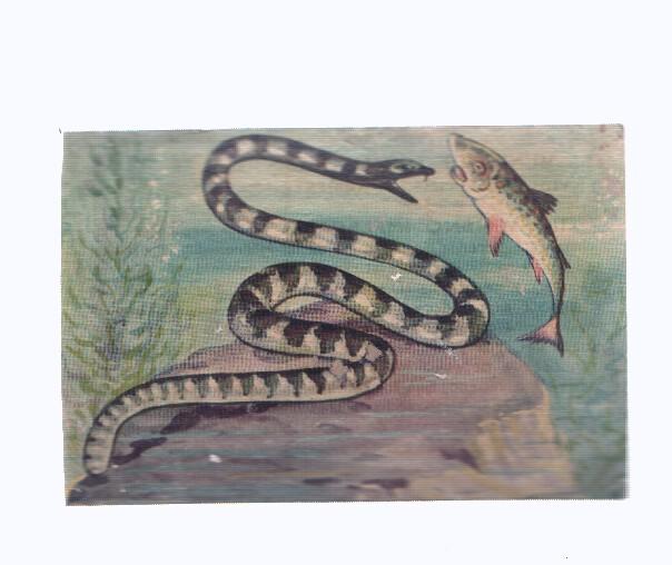 Cromos: de la Selva Misteriosa a los abismos del mar: numero 108: Veneno implacable