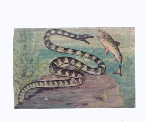 Cromos: de la Selva Misteriosa a los abismos del mar: numero 108: Veneno implacable
