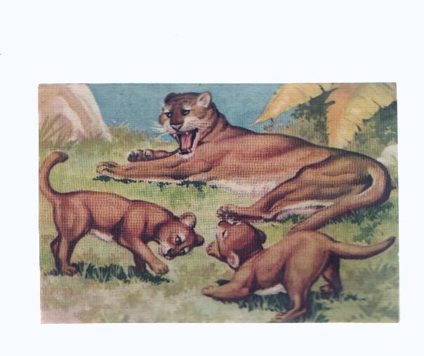 Cromos: de la Selva Misteriosa a los abismos del mar: numero 130: Ferocidad y ternura