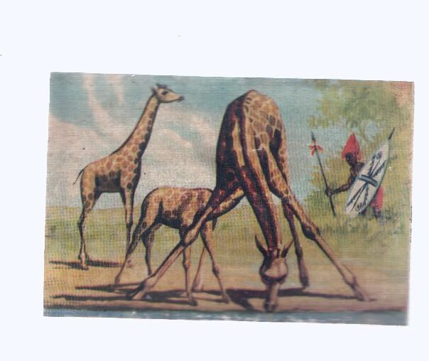 Cromos: de la Selva Misteriosa a los abismos del mar: numero 138: Atalayas del desierto