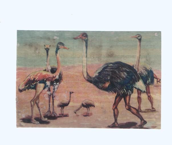 Cromos: de la Selva Misteriosa a los abismos del mar: numero 163: Hombres avestruces en accon