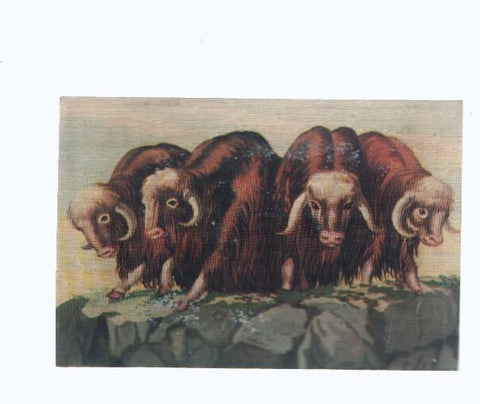 Cromos: de la Selva Misteriosa a los abismos del mar: numero 177: Todos alerta