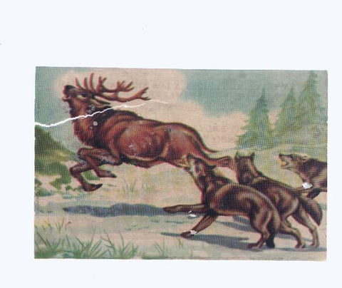 Cromos: de la Selva Misteriosa a los abismos del mar: numero 186: Instinto salvaje