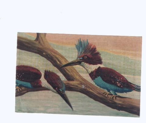 Cromos: de la Selva Misteriosa a los abismos del mar: numero 191: Pajaros rey pescadores
