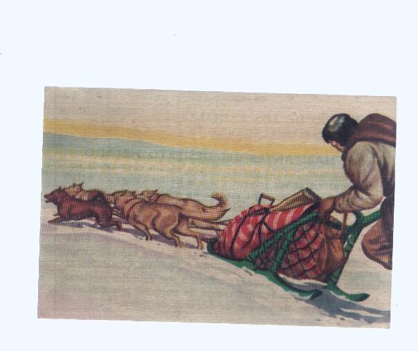 Cromos: de la Selva Misteriosa a los abismos del mar: numero 198: Habitantes del desierto helado