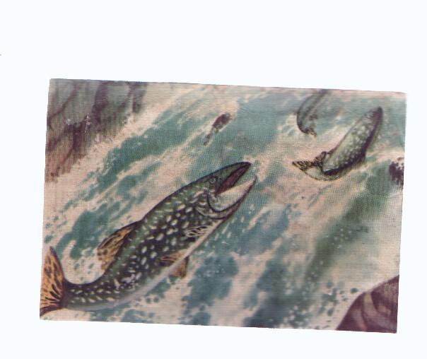 Cromos: de la Selva Misteriosa a los abismos del mar: numero 202: Peces emigrantes