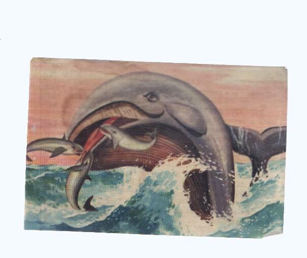 Cromos: de la Selva Misteriosa a los abismos del mar: numero 207: gigantes del mundo animal