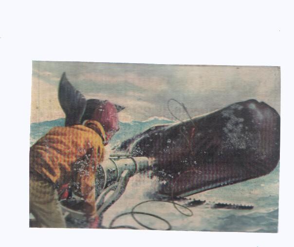 Cromos: de la Selva Misteriosa a los abismos del mar: numero 209: Caceria en el oceano