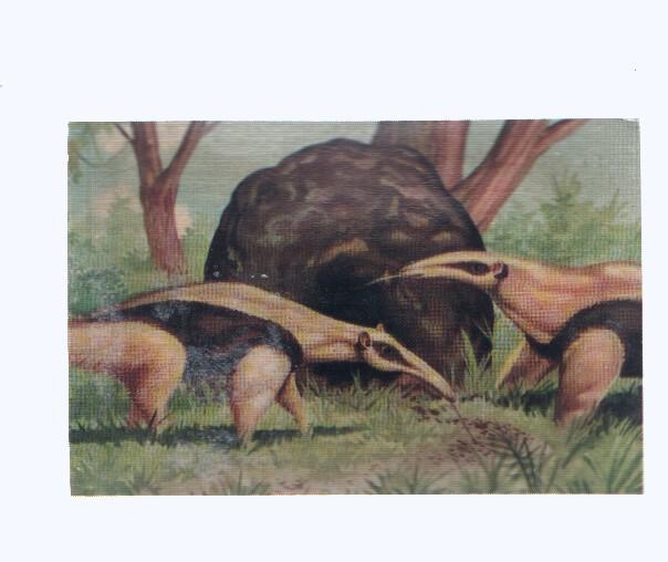 Cromos: de la Selva Misteriosa a los abismos del mar: numero 229: Osos hormigueros