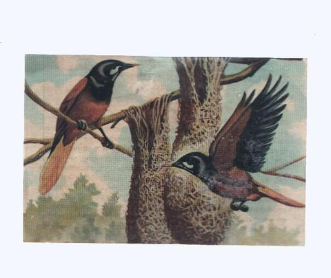 Cromos: de la Selva Misteriosa a los abismos del mar: numero 234: Viviendas originales