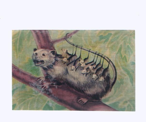 Cromos: de la Selva Misteriosa a los abismos del mar: numero 241: La mama Omnibus
