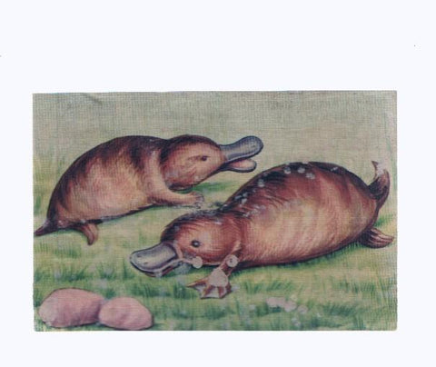 Cromos: de la Selva Misteriosa a los abismos del mar: numero 274: Mamiferos que ponen huevos