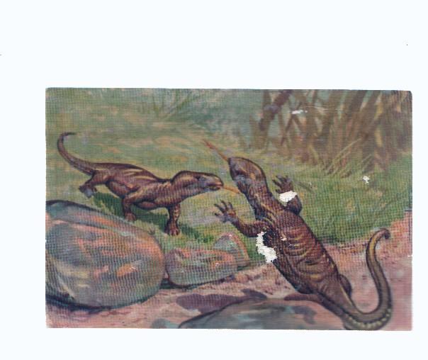 Cromos: de la Selva Misteriosa a los abismos del mar: numero 276: Dragones frente a frente
