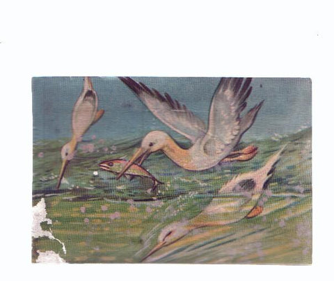 Cromos: de la Selva Misteriosa a los abismos del mar: numero 279: El divertido pescador
