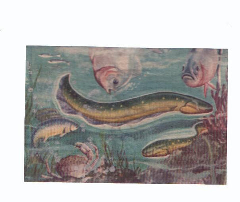 Cromos: de la Selva Misteriosa a los abismos del mar: numero 280: Productor de descargas electricas