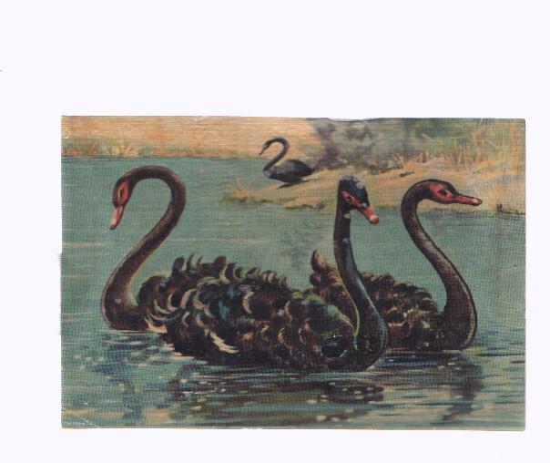 Cromos: de la Selva Misteriosa a los abismos del mar: numero 288: Aristocratas del lago