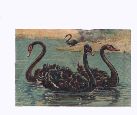 Cromos: de la Selva Misteriosa a los abismos del mar: numero 288: Aristocratas del lago