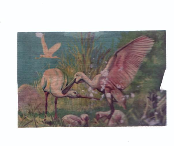 Cromos: de la Selva Misteriosa a los abismos del mar: numero ?: Aves espatula