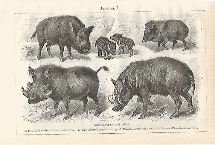 LAMINA ESPASA 20916: Jabali