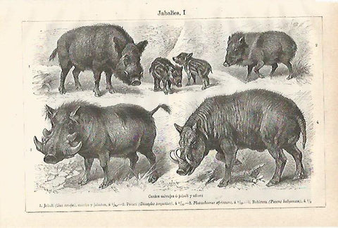 LAMINA ESPASA 20916: Jabali