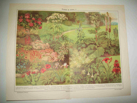 LAMINA ESPASA 20972: Plantas de jardin