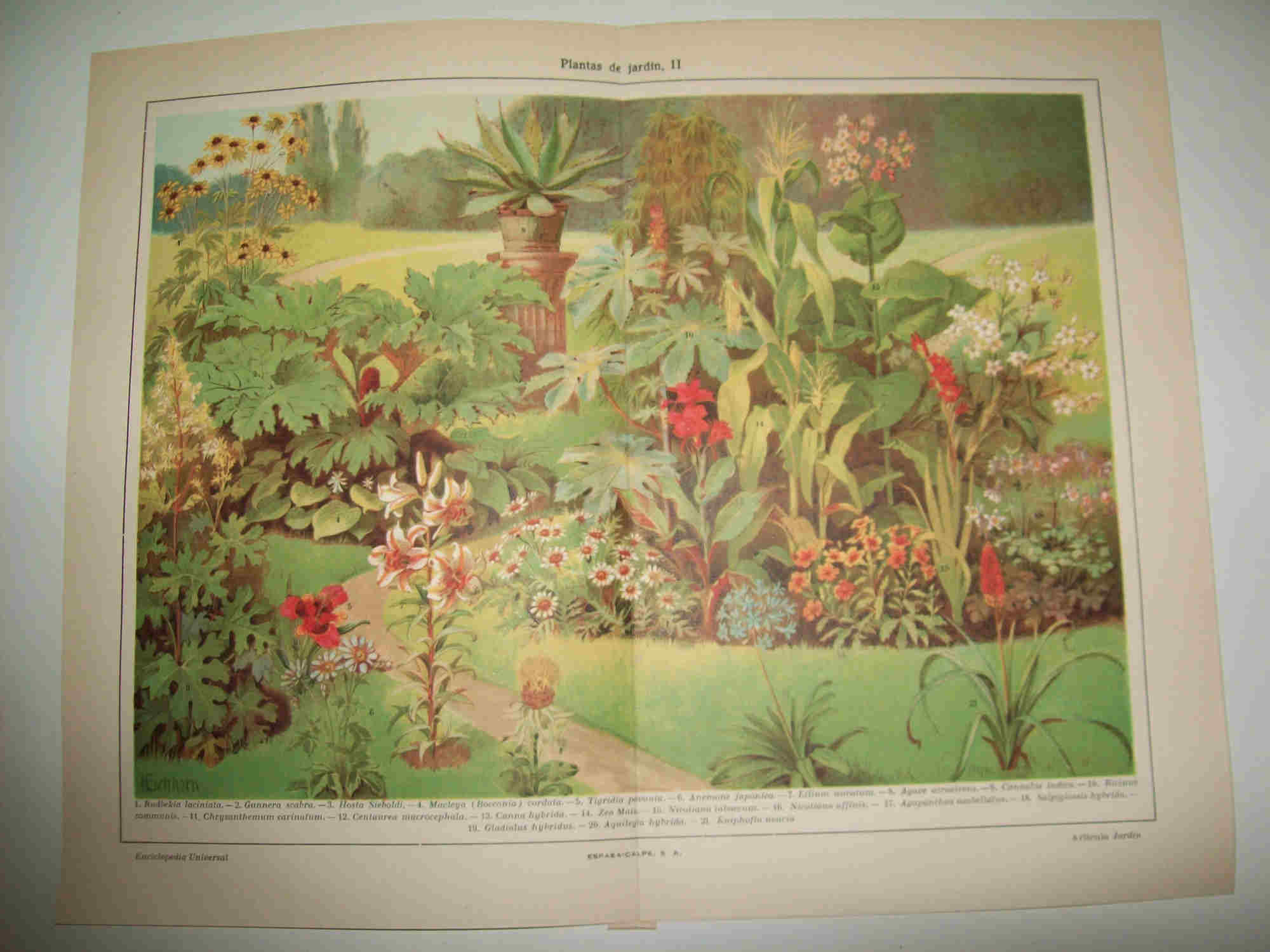 LAMINA ESPASA 20975: Plantas para jardin