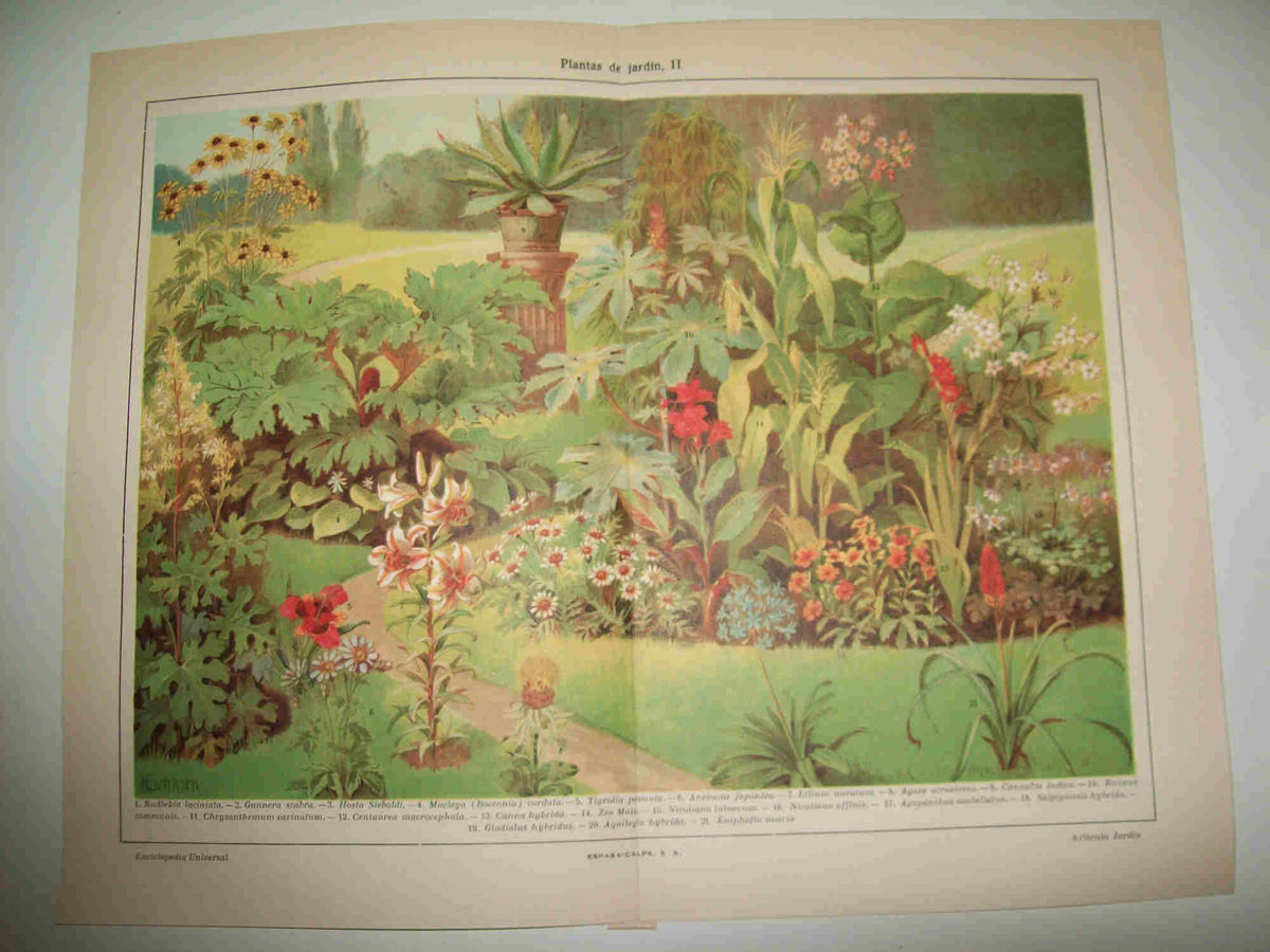 LAMINA ESPASA 20975: Plantas para jardin