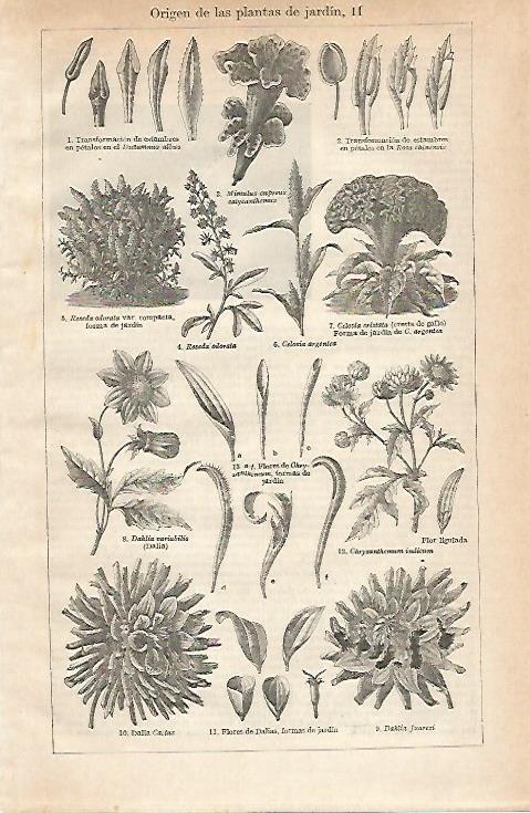 LAMINA ESPASA 20982: Origen de las plantas