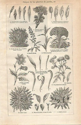 LAMINA ESPASA 20982: Origen de las plantas