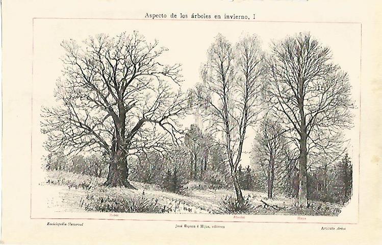LAMINA ESPASA 7101: Arboles en invierno
