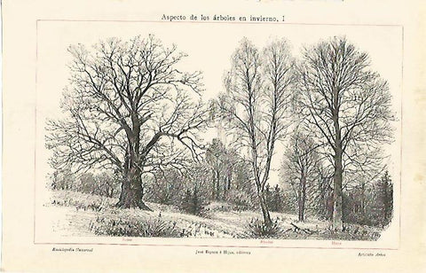 LAMINA ESPASA 7101: Arboles en invierno