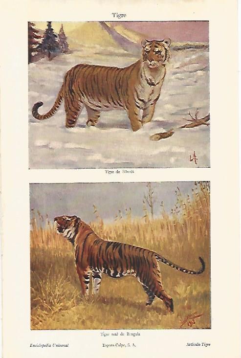 LAMINA ESPASA 8444: Tigre de Siberia y Tigre real de Bengala