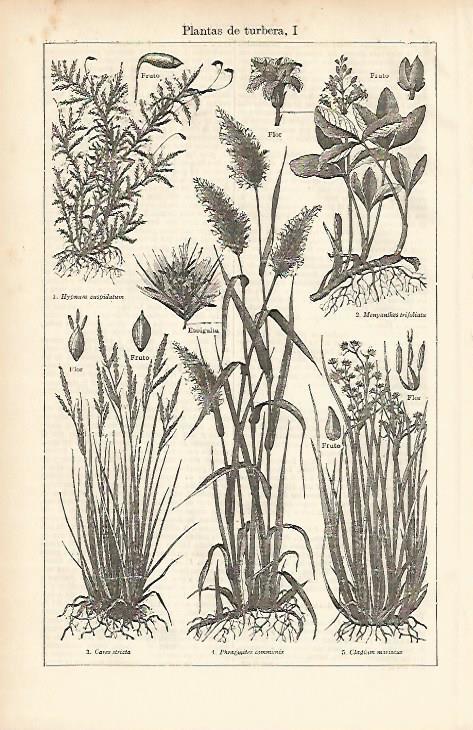 LAMINA ESPASA 11986: Plantas de turbera
