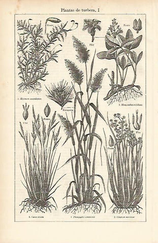 LAMINA ESPASA 11986: Plantas de turbera
