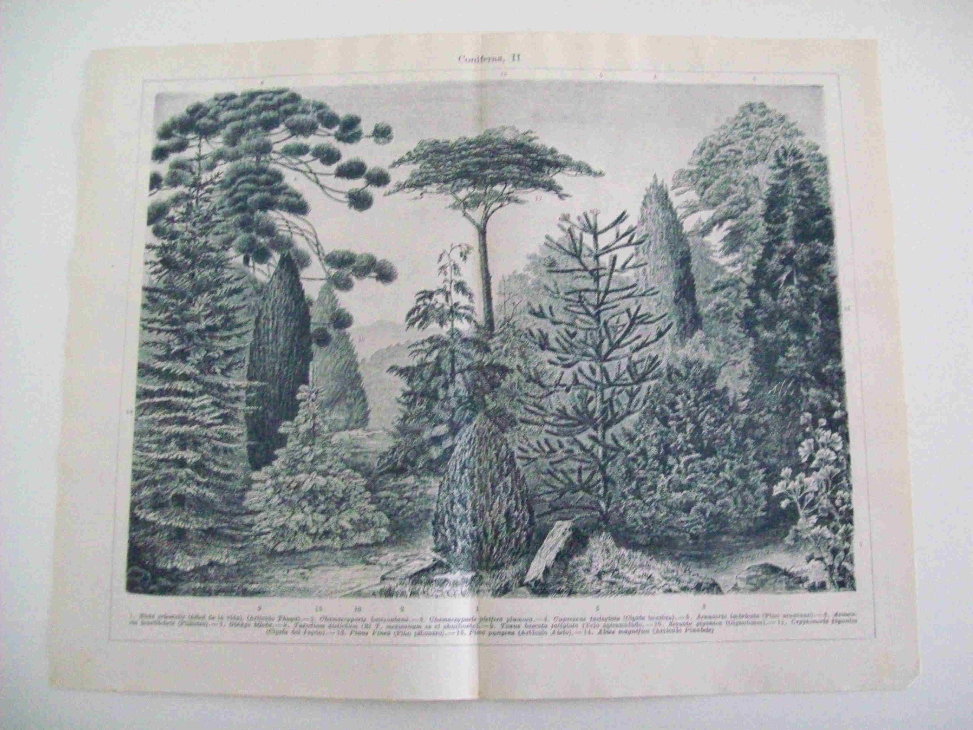 LAMINA ESPASA 14482: Coniferas