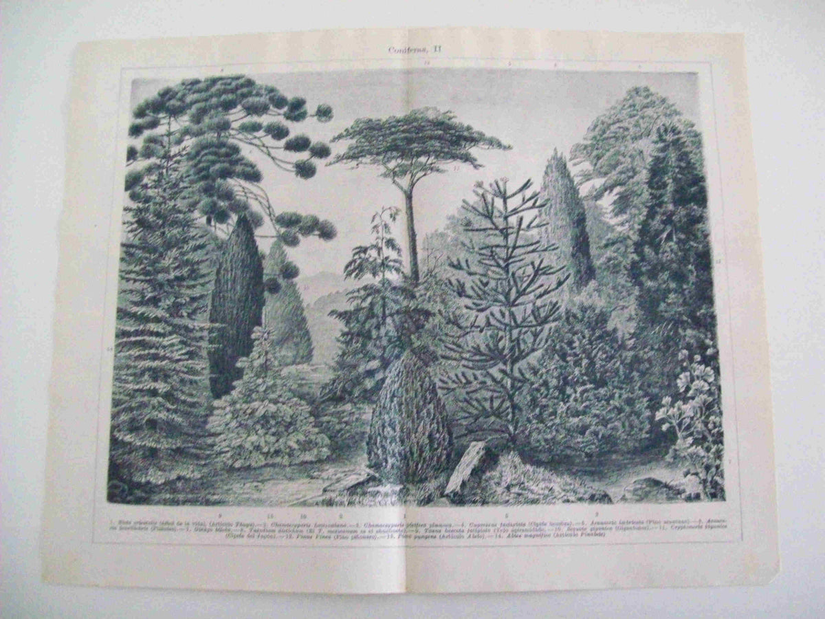 LAMINA ESPASA 14482: Coniferas
