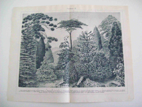 LAMINA ESPASA 14482: Coniferas