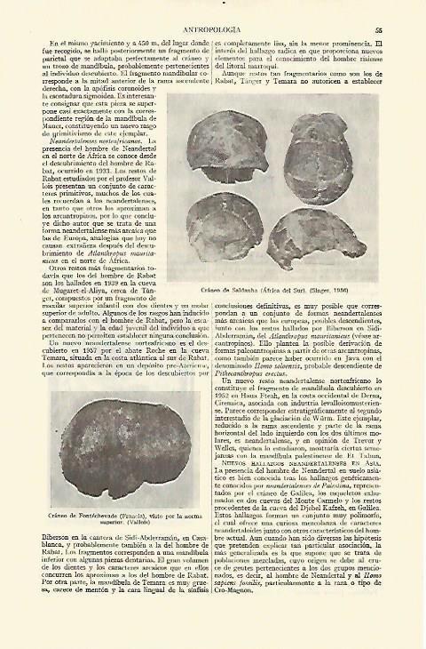 LAMINA ESPASA 14831: Craneo de Saldanha Africa del Sur