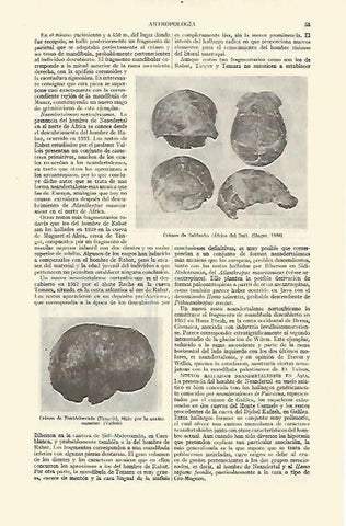 LAMINA ESPASA 14831: Craneo de Saldanha Africa del Sur
