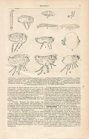 LAMINA ESPASA 2542:  Sifonapteros
