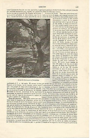 LAMINA ESPASA 14932: Bosque de alcornoques en Extremadura
