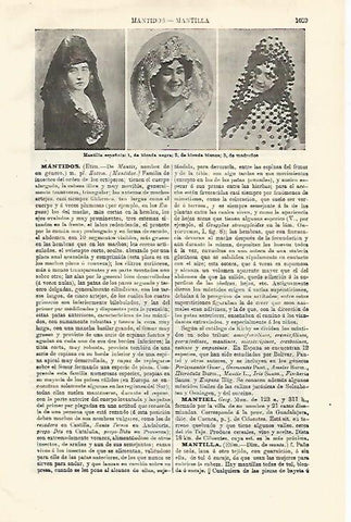 LAMINA ESPASA 18666: Mantillas españolas