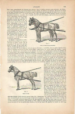 LAMINA ESPASA 5694: Atalaje de tronco de lujo y atalaje de varas