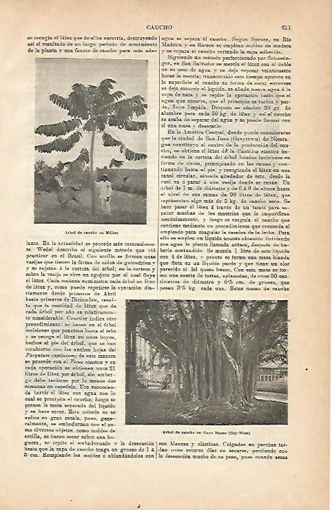 LAMINA ESPASA 2986: Arbol de caucho en Mexico y Cayo Hueso USA