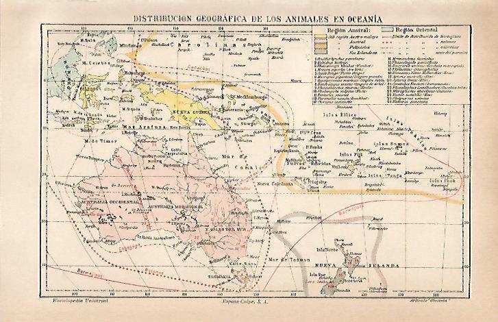 LAMINA ESPASA 21283: Distribucion geografica de los animales en Oceania