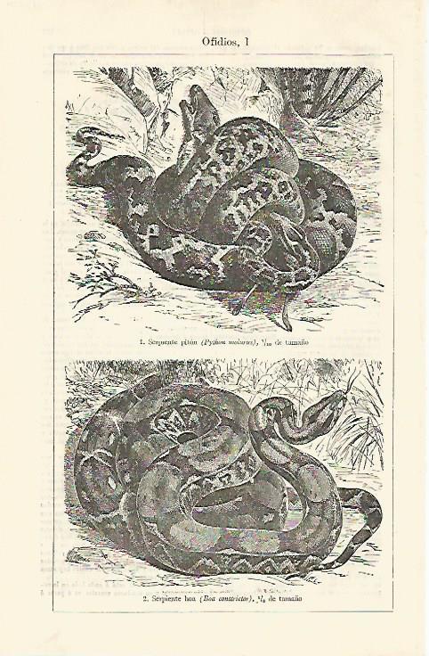 LAMINA ESPASA 21327: Serpiente piton y boa