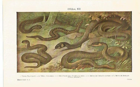 LAMINA ESPASA 21329: Vibora Culebrilla y Culebra de Esculapio